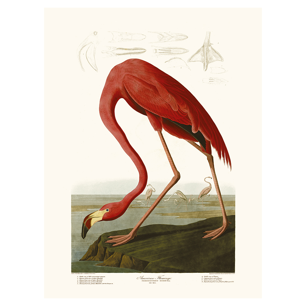 Affiche "American Flamingo" par J.J. Audubon