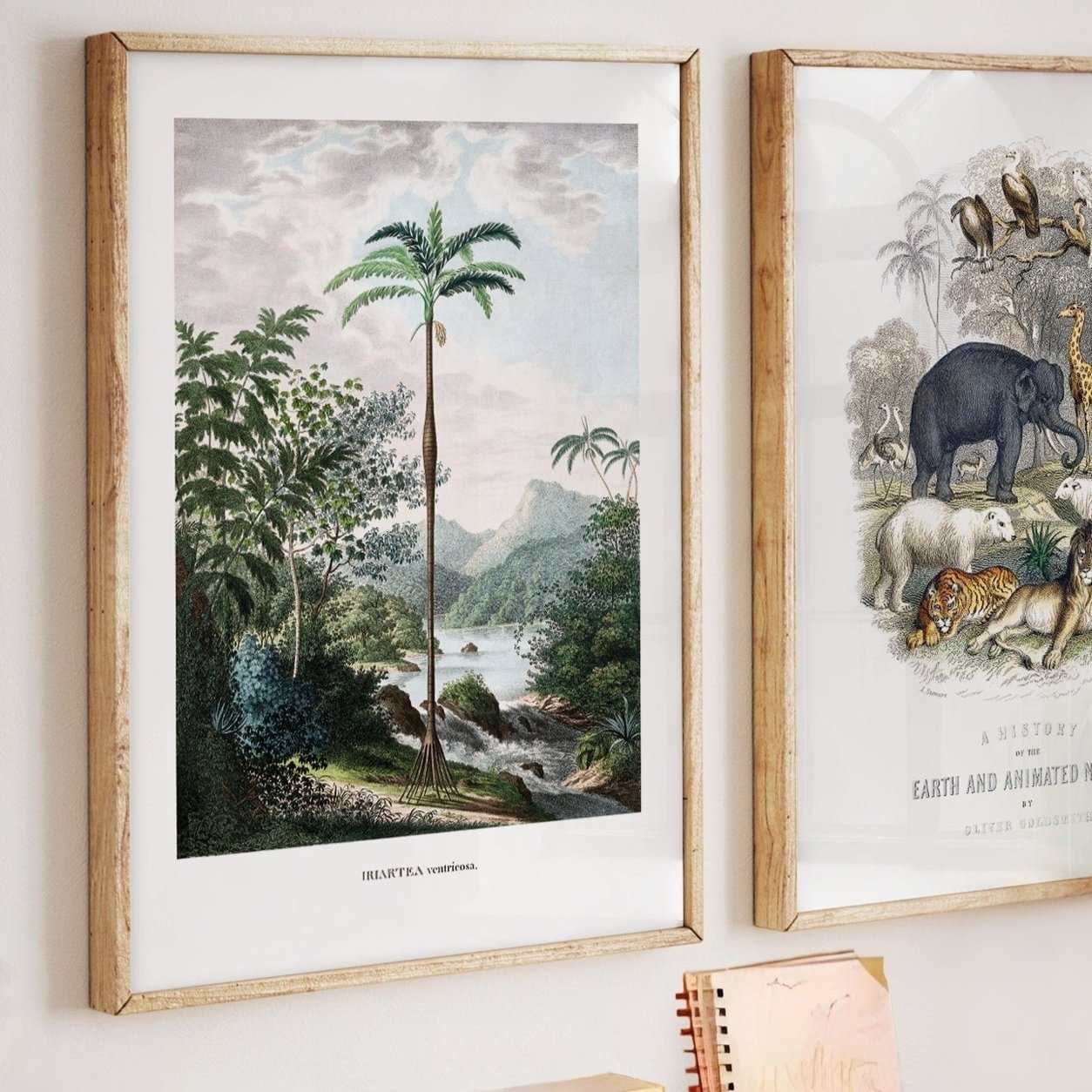 Affiche "Iriartea ventricosa" - Illustration botanique vintage