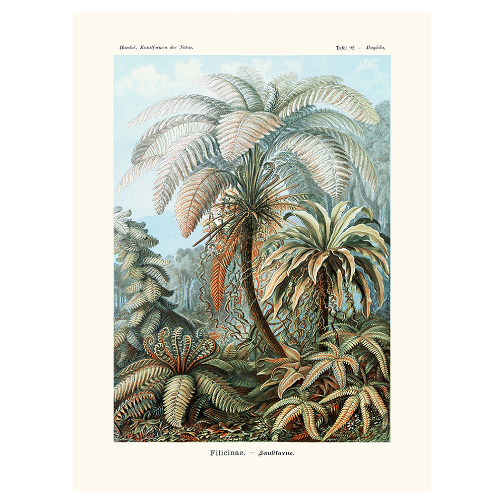 Affiche "Filicinae" par Ernst Haeckel - Illustration botanique vintage