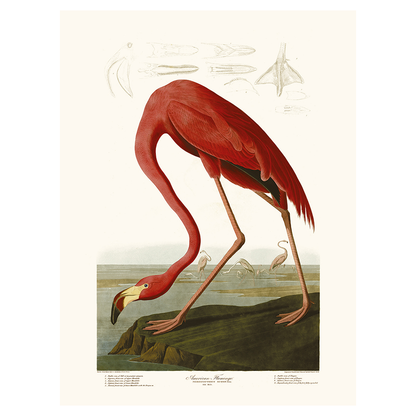 Affiche "American Flamingo" par J.J. Audubon