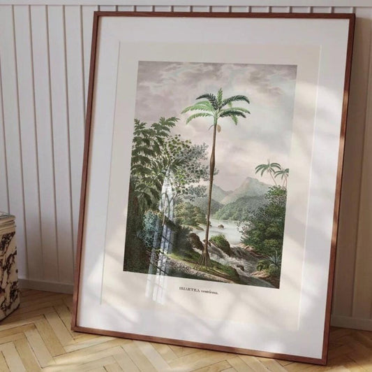 "Affiche "Iriartea ventricosa" - Illustration botanique vintage"