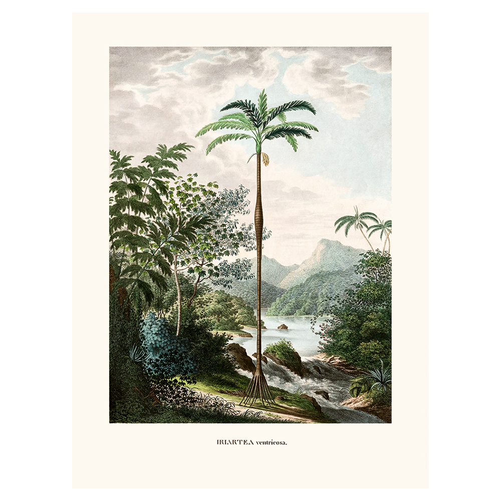 Affiche "Iriartea ventricosa" - Illustration botanique vintage