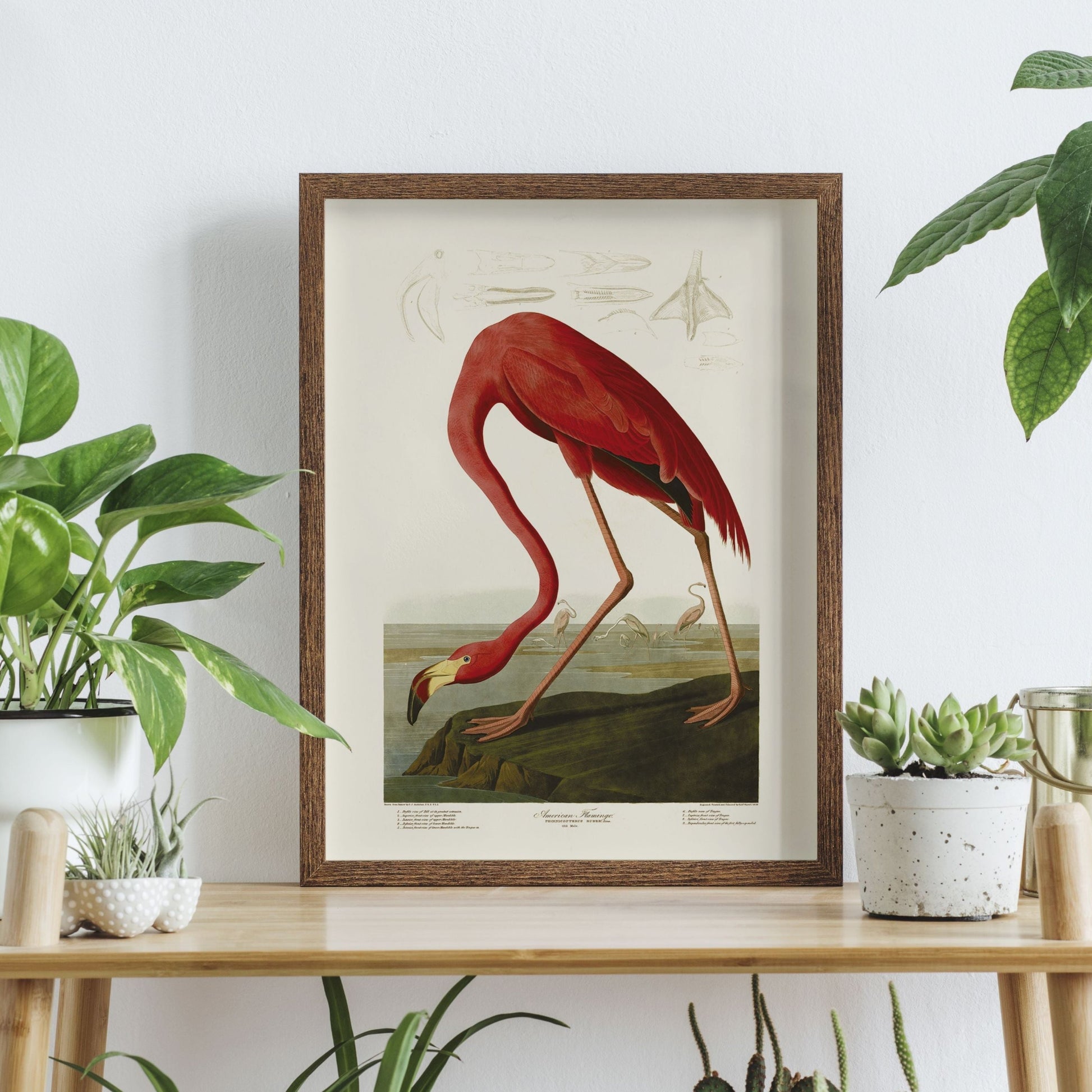 Affiche vintage de l'American Flamingo par John James Audubon, illustration naturaliste
