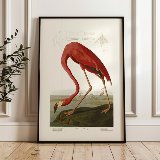 "Affiche de l'American Flamingo encadrée dans un salon moderne"
